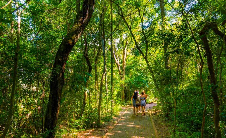 Sendero Verde del Parque Nacional Iguazú